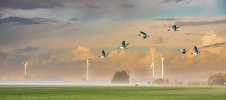 Что такое «парадигма летящих гусей»